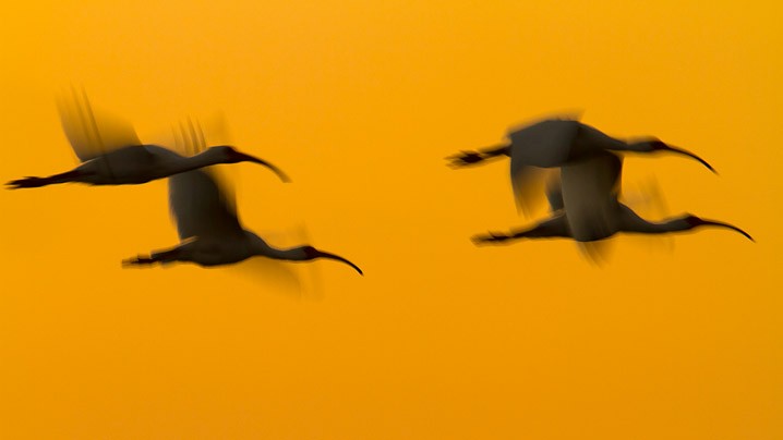 Schneesichler Eudocimus albus White Ibis